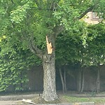 Public Trees at 47 Crowninshield Rd