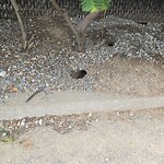 Rodent Issues at 12 24 Centre St
