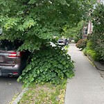 Public Trees at 9 Gibbs St