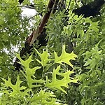 Public Trees at High St & Highland Rd Stop