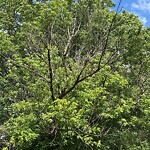 Public Trees at 42.34 N 71.13 W