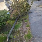 Public Trees at 1842 Beacon St #404