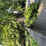Sidewalk Obstruction at 43 Hawes St, Brookline 02446