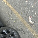 Dead Animals at 32 Juniper St