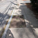 Public Trees at 59 Marion St