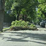Public Trees at 42.34 N 71.13 W
