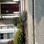 Dead Animals at 123 Walnut St