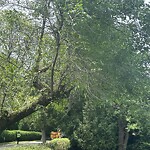 Public Trees at 38 Devon Rd, Chestnut Hill