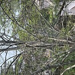 Public Trees at 57 University Rd