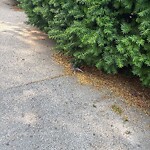 Dead Animals at 42.34 N 71.14 W