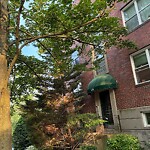 Public Trees at 143 Beaconsfield Rd
