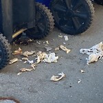 Rodent Issues at 261 Walnut St