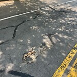 Dead Animals at 127 Chestnut St