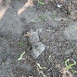 Dead Animals at 42.34 N 71.12 W