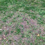 Dead Animals at 150–174 Summit Ave