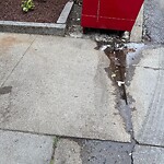 Rodent Issues at 11 Williston Rd