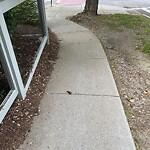 Dead Animals at 1–91 Chesham Rd