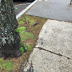 Dead Animals at 316 Harvard St