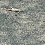 Dead Animals at 42.33 N 71.14 W