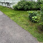 Rodent Issues at 15 Naples Rd