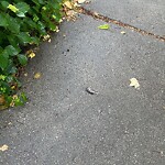 Dead Animals at 96 Beals St