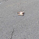 Dead Animals at N42.33 E71.12
