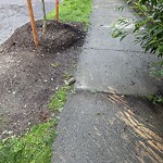 Dead Animals at 2–12 Druce St