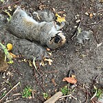 Dead Animals at 26 Monmouth St