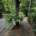 Public Trees at 4 Hawthorn Rd