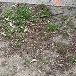 Rodent Issues at 1797 Beacon St