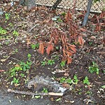 Dead Animals at 62 Cameron St