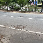 Dead Animals at 320–328 Newton St, Chestnut Hill
