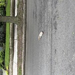 Dead Animals at 31 Russell St