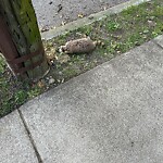 Dead Animals at 126 Wallis Rd, Chestnut Hill