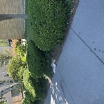 Dead Animals at 9 27 John St