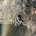 Dead Animals at Olmsted Park, Emerald Necklace Trail, Brookline 02445