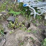 Rodent Issues at 18 Winslow Rd