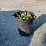Trash/Recycling at 11 Hyslop Rd Ext
