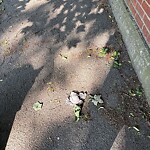 Dead Animals at 187–213 Newton St