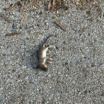 Dead Animals at 35 Winchester St