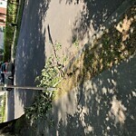 Public Trees at Lawton Playground, 125 Lawton St, Brookline 02446