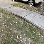 Public Trees at 226 Bonad Rd, Chestnut Hill