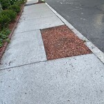 Public Trees at 30 Stearns Rd