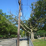 Public Trees at Corey Hill Park, Summit Ave, Brookline 02445