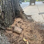 Public Trees at 36 Alton Pl
