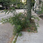 Public Trees at 280 Cypress St