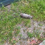 Rodent Issues at 6 Brington Rd