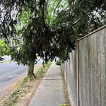 Sidewalk Obstruction at 52 Norfolk Rd, Chestnut Hill
