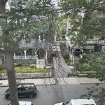 Public Trees at 57 Harvard Ave