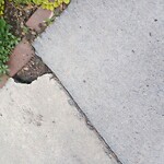 Sidewalk Repair at 11 Wellman St